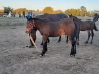 ม้าตัวผู้, Friesian — รูปภาพ 2