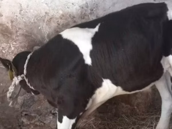 Bull, Holstein breed — Hungary