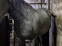 Mare, Horses — photo 5