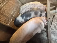 แม่สุกร, หมู — รูปภาพ 1