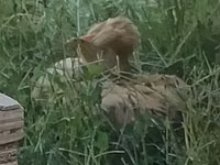 सुल्तान — फ़ोटो 2