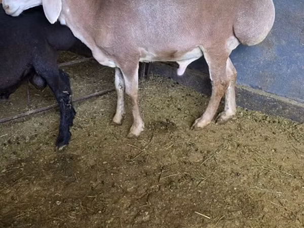 Ram, Edilbay sheep — Kyrgyzstan