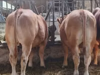 公牛, Limousin cow — 照片 3
