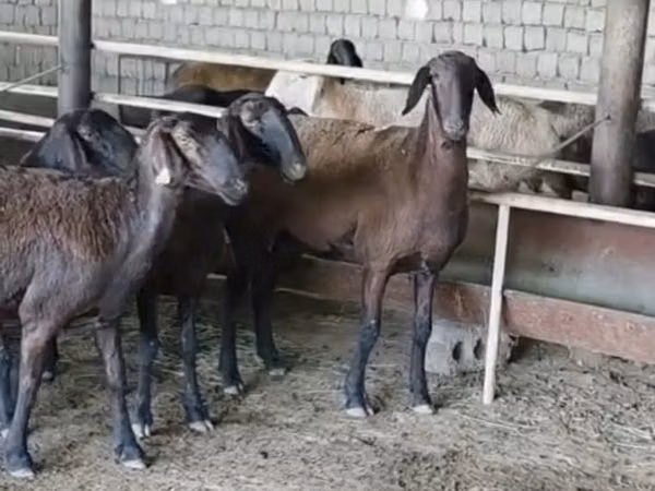 میش, Ordabasy sheep — قزاقستان