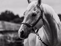اسب نر, Quarter Horse — عکس 4