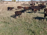 Sheep, Edilbay sheep — photo 7
