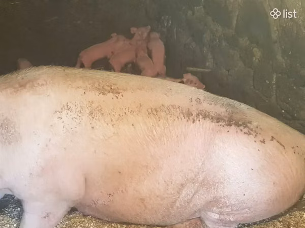 Sow, Pigs — Armenia