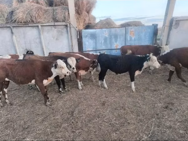 วัวตัวผู้, Simmental cattle