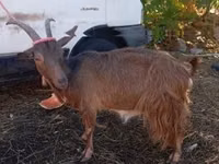 Goat, Goats — photo 1