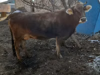 Cow, Swiss cattle — photo 3