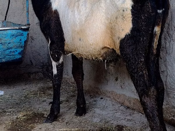 सांड, Russian Black pied cattle — उज़्बेकिस्तान