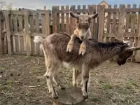 Kambing betina, Saanen goat — foto 4