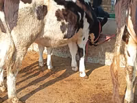 Үхэр (бүлэг, хүйс заагаагүй), Simmental cattle — 2 зураг