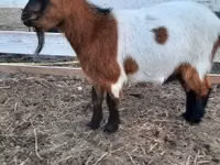 بز ماده, Nigerian dwarf goats — عکس 2