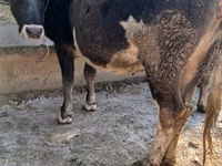 Cow, Alatau breed — photo 1