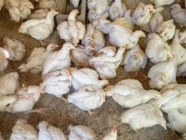 Chickens — হাঙ্গেরি