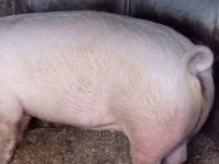 Boar, Pigs — photo 6