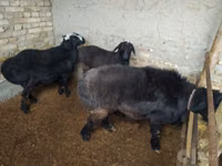 Baran, Hissar sheep — zdjęcie 4