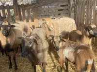 قوچ, Cameroon sheep — عکس 5