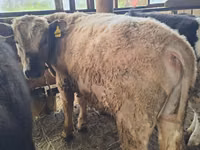 Bull, Alatau breed — photo 8