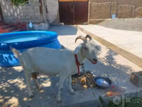 بز ماده, بز — عکس 2