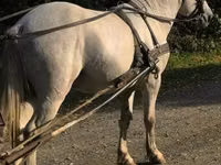 Horse (M), Horses — photo 7