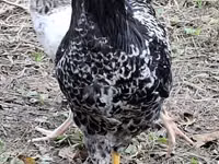 Chickens — عکس 2