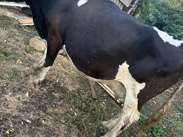 Cow, Cattle — Moldova
