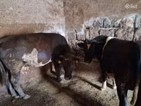 सांड, मवेशी — फ़ोटो 1