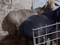 Κριός, Πρόβατα — φωτογραφία 4