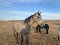 Caballo, Caballos — foto 1