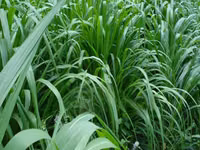 Napier Grass for Goat, Sheep's, Catle, Rabit, Grasscuter Etc — φωτογραφία 4
