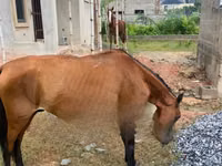 公马, Horses — 照片 1