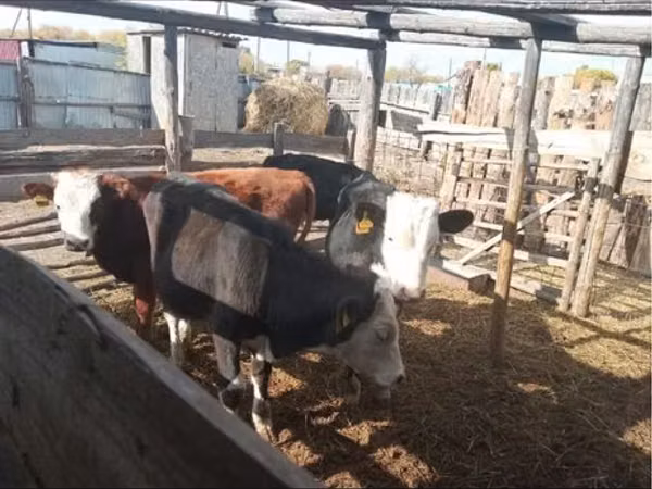 Býk, Simmental cattle