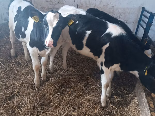 Sapi, Russian Black pied cattle