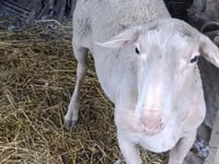 Vædder, Assaf sheep — foto 3