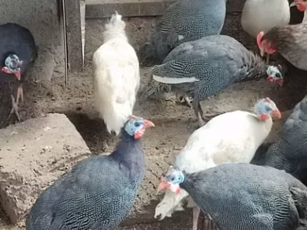 Ցիցարկա (սազվար)