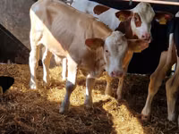 Bull, Simmental cattle — photo 7