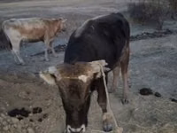 Toro, Bovini — foto 1