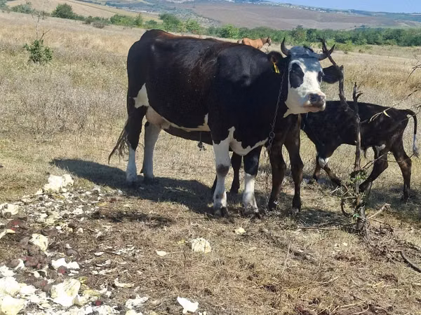 Cow, Holstein breed — Moldova