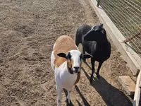 میش, Cameroon sheep — عکس 2