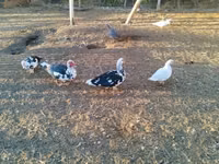 Ducks — Foto 4