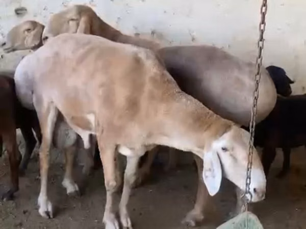 قوچ, Arashan sheep