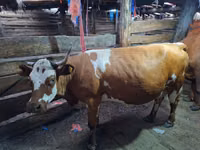 Cow, Swiss cattle — photo 6