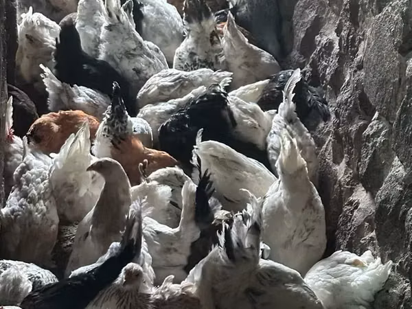 Brahma — Armenia
