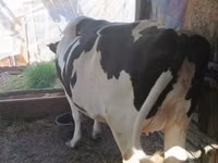 公牛, Simmental cattle — 照片 3