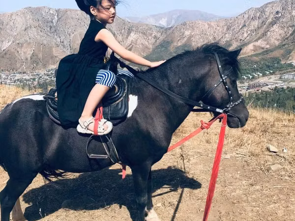 ม้าตัวผู้, Shetland Pony