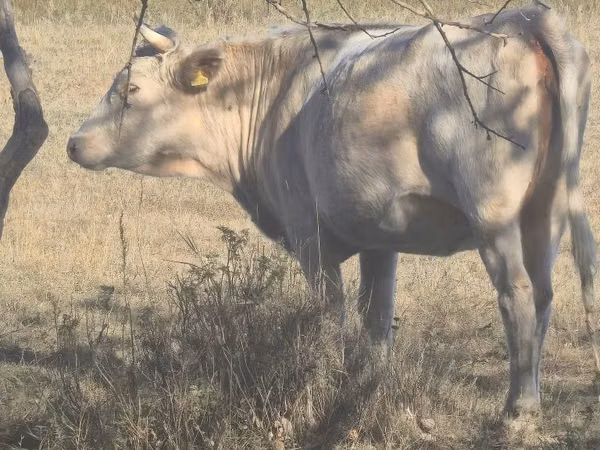 Cow, Latvian Blue cattle