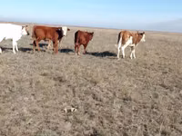 Cow, Kazakh White-headed cow — photo 4
