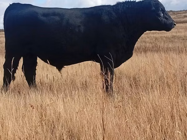 Bull, Aberdeen-Angus